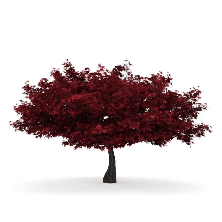 Red Maple 1 (Acer rubrum)