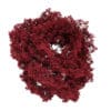 Red Maple 1 (Acer rubrum) - Image 3