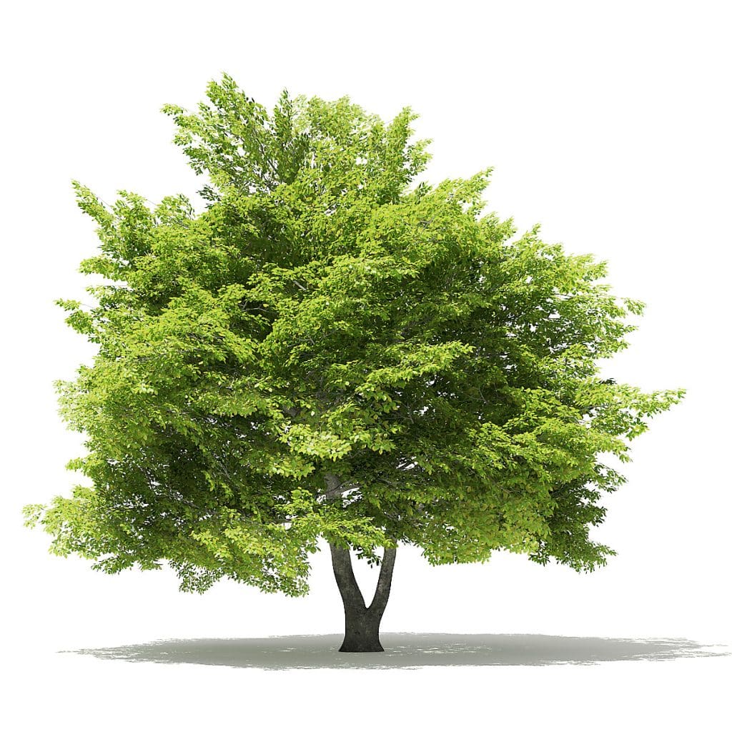 American Beech 3D Model 8.8m