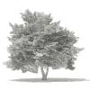 American Beech 3D Model 8.8m (10901) - Image 2
