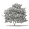 American Beech 3D Model 8.8m (10901) - Image 6