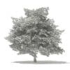 American Beech 3D Model 8.8m (10901) - Image 8
