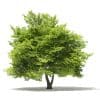 Trees 3D Models Collection - Volume 109 - Image 2