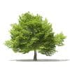 Trees 3D Models Collection - Volume 109 - Image 3