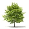 Trees 3D Models Collection - Volume 109 - Image 4