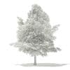 American Beech 3D Model 3.8m (10904) - Image 2