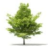 American Beech 3D Model 3.8m (10904) - Image 3