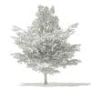 American Beech 3D Model 3.8m (10904) - Image 4