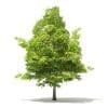 American Beech 3D Model 3.8m (10904) - Image 5