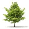 American Beech 3D Model 3.8m (10904) - Image 7