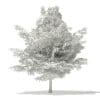 American Beech 3D Model 3.8m (10904) - Image 8