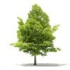 Trees 3D Models Collection - Volume 109 - Image 5