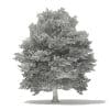 American Beech 3D Model 13m (10905) - Image 2