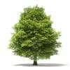 American Beech 3D Model 13m (10905) - Image 3