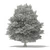 American Beech 3D Model 13m (10905) - Image 4