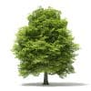 American Beech 3D Model 13m (10905) - Image 5