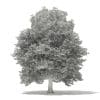 American Beech 3D Model 13m (10905) - Image 6