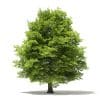American Beech 3D Model 13m (10905) - Image 7
