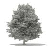 American Beech 3D Model 13m (10905) - Image 8