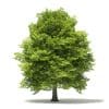 Trees 3D Models Collection - Volume 109 - Image 6