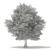 American Hornbeam 3D Model 9.4m (10906) - Image 2