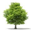 American Hornbeam 3D Model 9.4m (10906) - Image 3