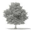 American Hornbeam 3D Model 9.4m (10906) - Image 4
