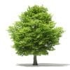 American Hornbeam 3D Model 9.4m (10906) - Image 5