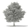 American Hornbeam 3D Model 9.4m (10906) - Image 6
