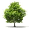 American Hornbeam 3D Model 9.4m (10906) - Image 7