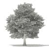 American Hornbeam 3D Model 9.4m (10906) - Image 8