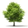 Trees 3D Models Collection - Volume 109 - Image 7
