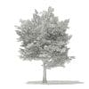 American Hornbeam 3D Model 6m (10907) - Image 2