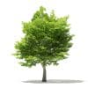 American Hornbeam 3D Model 6m (10907) - Image 3