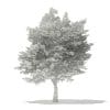 American Hornbeam 3D Model 6m (10907) - Image 4