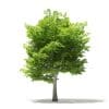 American Hornbeam 3D Model 6m (10907) - Image 5