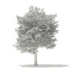 American Hornbeam 3D Model 6m (10907) - Image 6