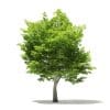 American Hornbeam 3D Model 6m (10907) - Image 7