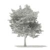American Hornbeam 3D Model 6m (10907) - Image 8