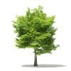 Trees 3D Models Collection - Volume 109 - Image 8