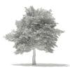 American Hornbeam 3D Model 8.3m (10908) - Image 2
