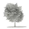 American Hornbeam 3D Model 8.3m (10908) - Image 4