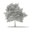 American Hornbeam 3D Model 8.3m (10908) - Image 6