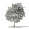 American Hornbeam 3D Model 8.3m (10908) - Image 8