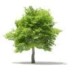 Trees 3D Models Collection - Volume 109 - Image 9