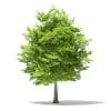 Trees 3D Models Collection - Volume 109 - Image 10