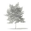 American Hornbeam 3D Model 4.6m (10910) - Image 2