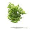 American Hornbeam 3D Model 4.6m (10910) - Image 3