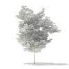 American Hornbeam 3D Model 4.6m (10910) - Image 4