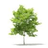 American Hornbeam 3D Model 4.6m (10910) - Image 5